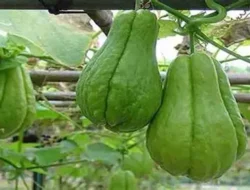 Pria paruh baya tewas usai curi dua buah labu siam