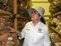 DPR RI Desak Swasembada Bawang Putih, Impor Capai 95 Persen