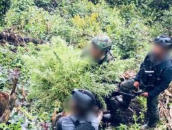 TNI-Polri Ungkap Ladang Ganja di Pedalaman Papua