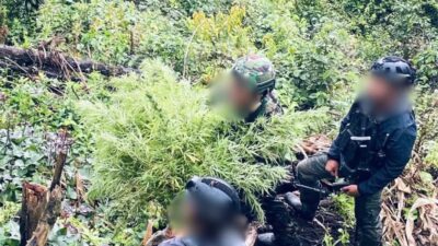 TNI-Polri Ungkap Ladang Ganja di Pedalaman Papua