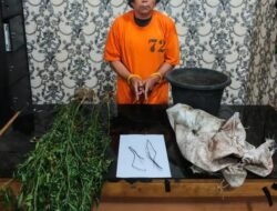 Tanam Ganja di Rawa Petani di Karo Ditangkap Polisi