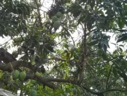 Mangga Berujung Maut, Keluarga Ngamuk Serbu Rumah Pemilik pohon