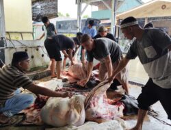 Iduladha 1447 H, UMMATI Tebar Kepedulian Lewat Qurban Dua Sapi