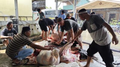 Iduladha 1447 H, UMMATI Tebar Kepedulian Lewat Qurban Dua Sapi