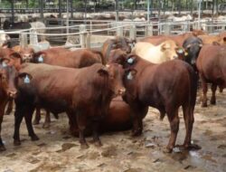 Ini Kata MUI, Presiden Prabowo Pakai APBN Beli 1.098 Sapi Qurban Iduladha 1447 H
