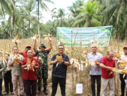 Desa Sisarahiligamo Panen Perdana Jagung Hibrida, Wali Kota Gunungsitoli Apresiasi BUMDesa SIGA