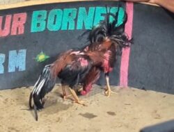 Tameng Latihan Hancur oleh Bukti Kejuaraan: Ironi Penegakan Hukum Judi Sabung Ayam di Medan Johor