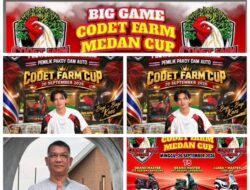 Codet dan Aan Gelar Perjudian Laga Ayam di Kota Binjai, Polisi Diduga Tutup Mata