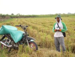 Kampus Unesa Dorong Optimalisasi Lahan Rawa untuk Perkuat Ketahanan Pangan dan Kesejahteraan Petani